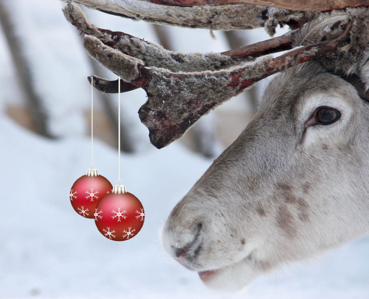 Warum das Rentier Rudolph eine rote Nase hat - Südtiroler Jagdverband