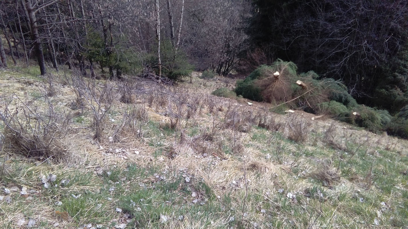 LRV Wiese (1)