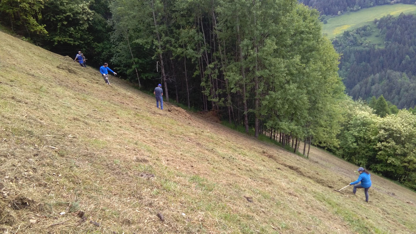 LRV Wiese (3)