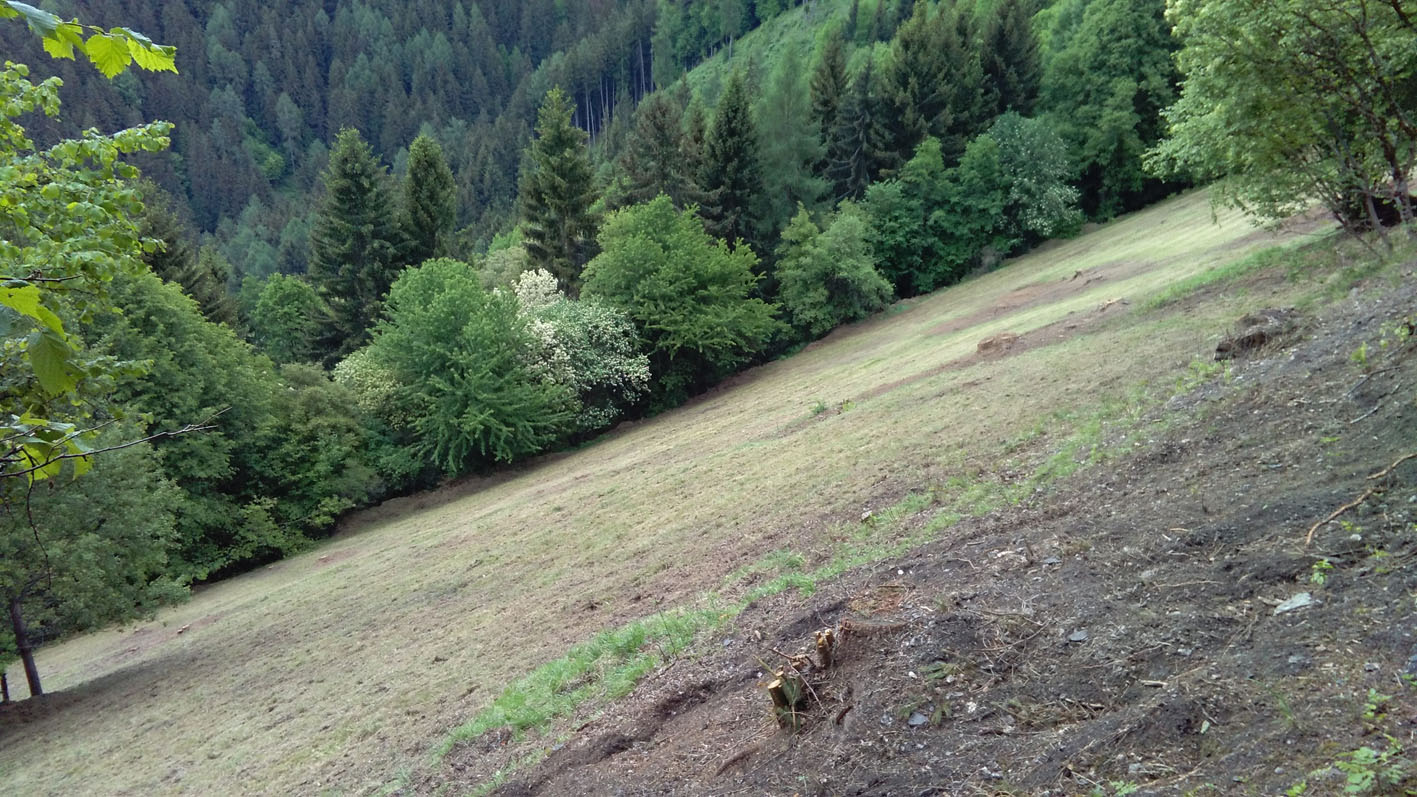 LRV Wiese (4)