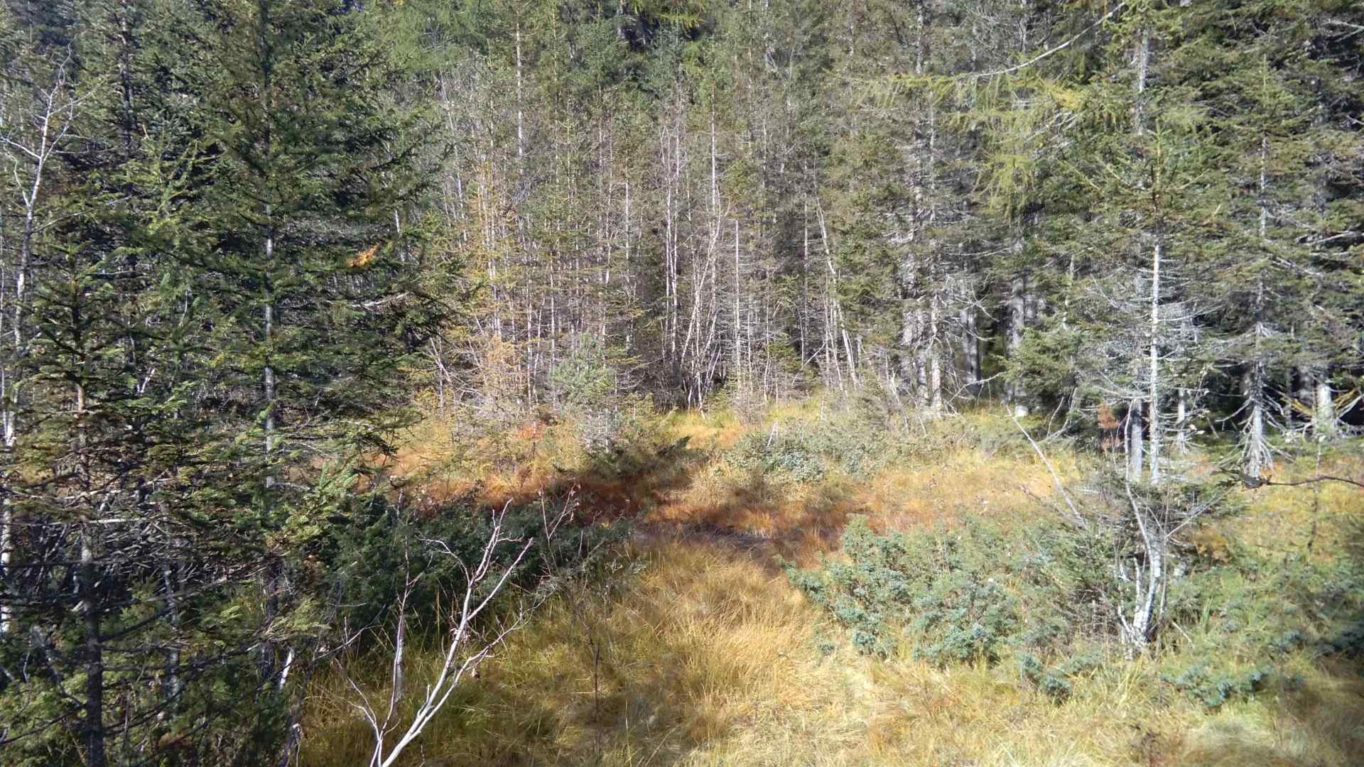 Moor Vorher Verbuschende Feucht bzw. Moorfläche Ansicht 1