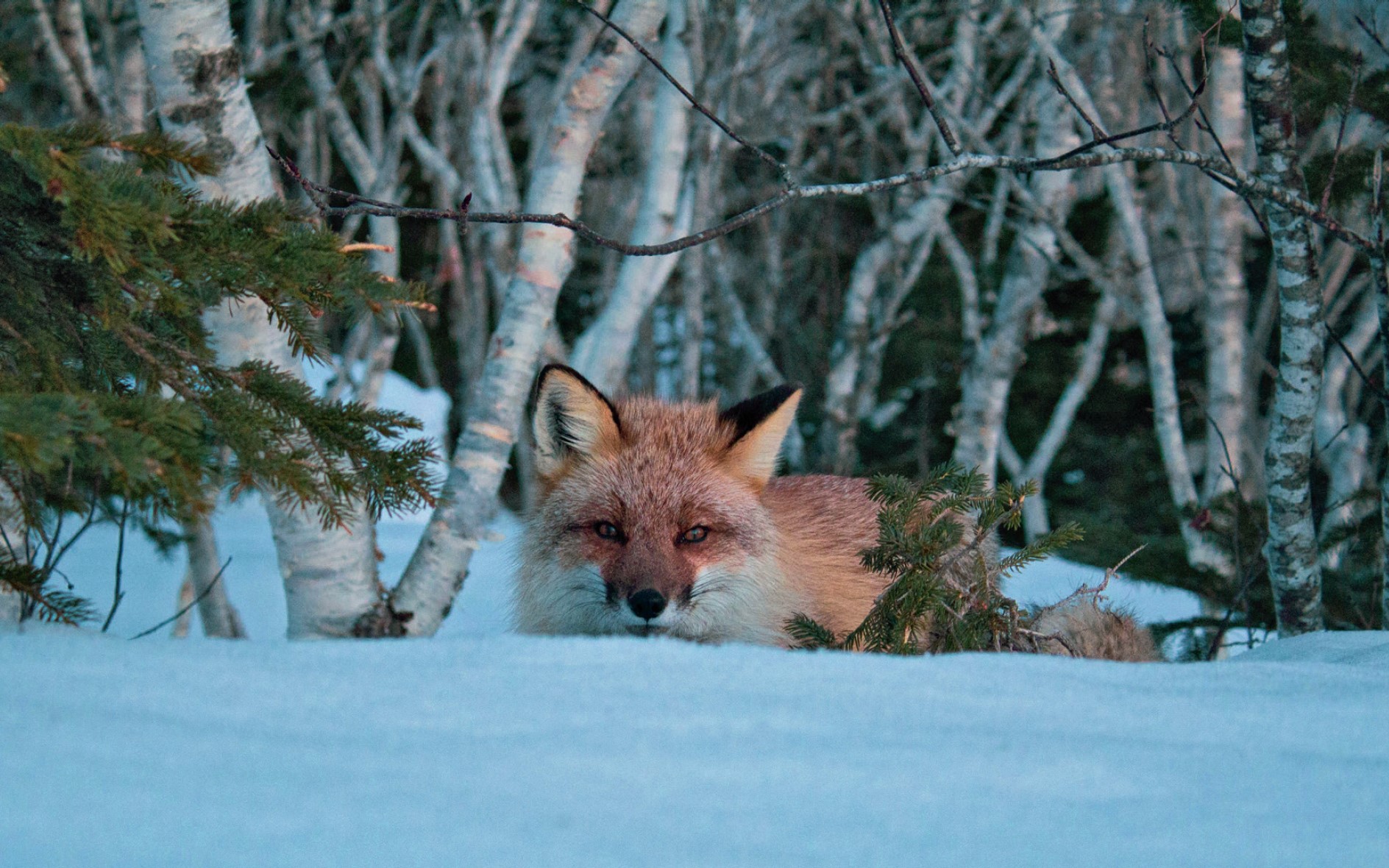 Fuchs Winter