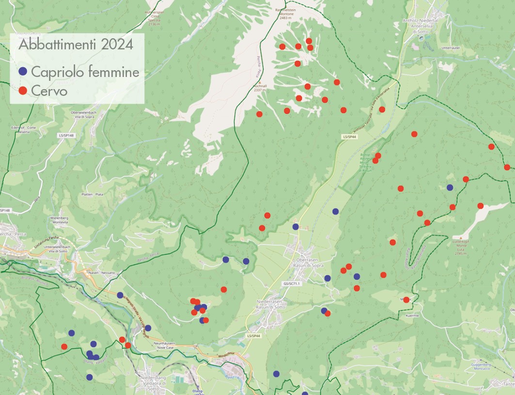 Rehe Strecke 2024 Vergleich Rotwild ITA