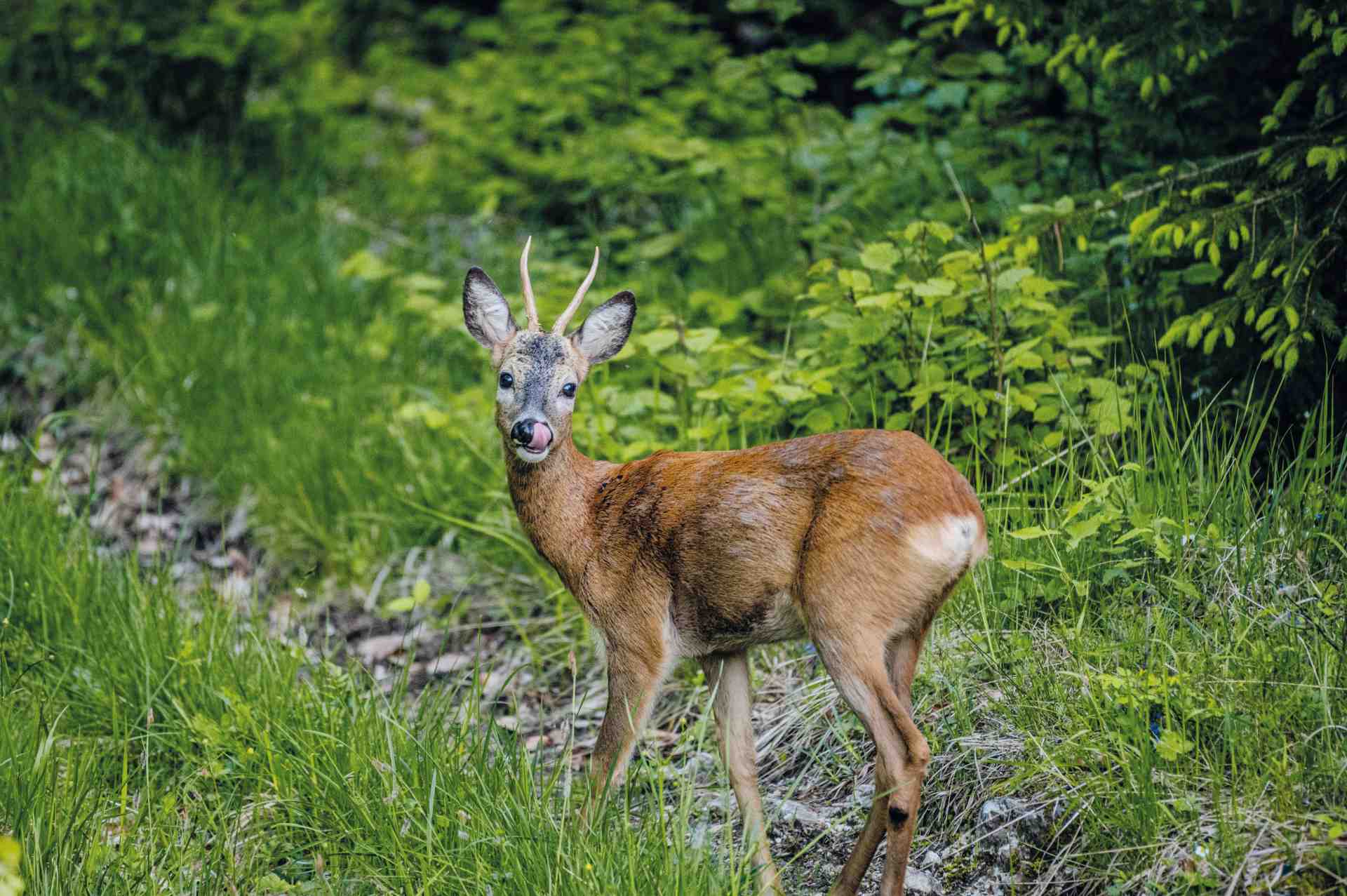 Rehe gschnell_armin