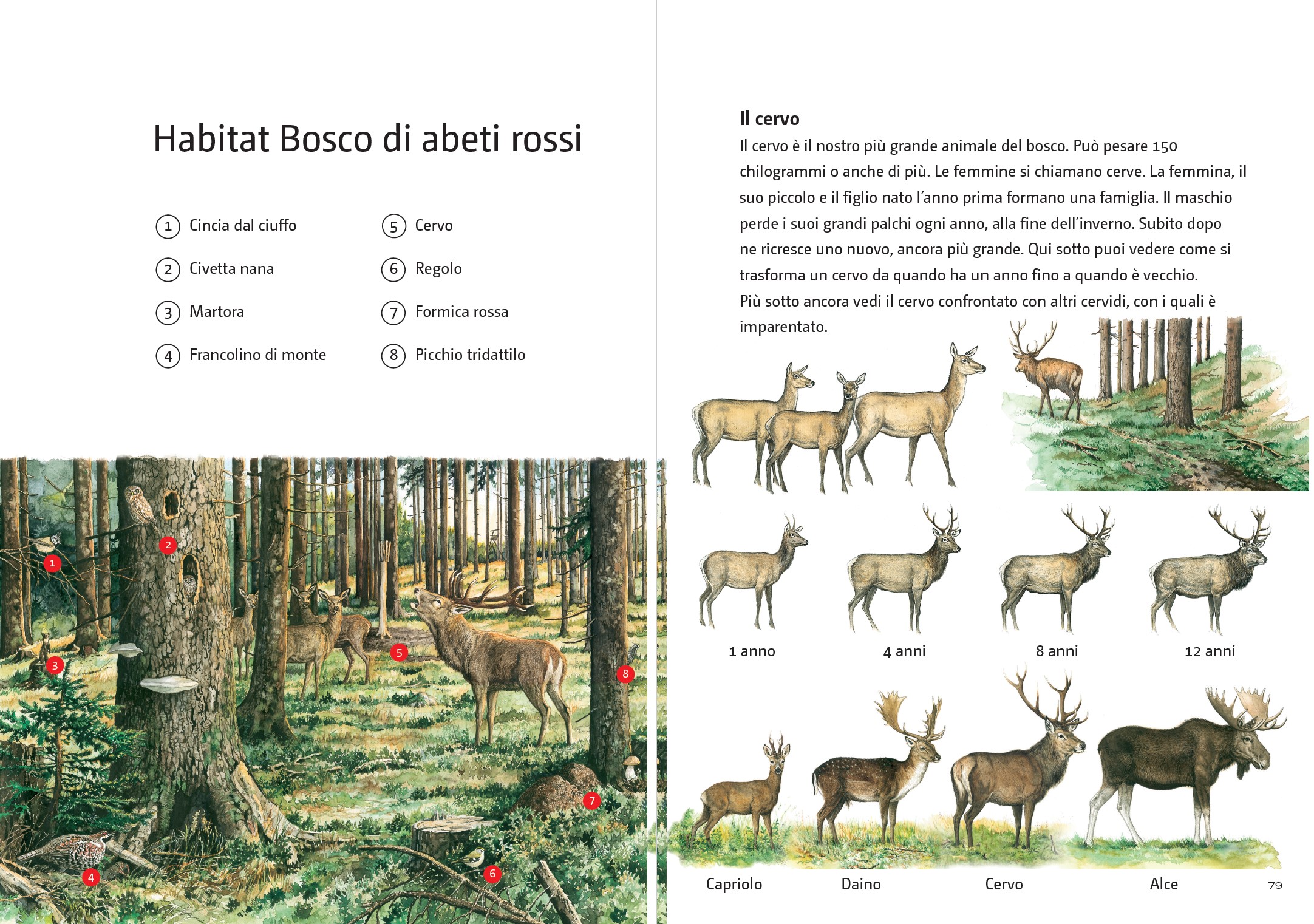 Wildtiere entdecken Ital Habitat Wald