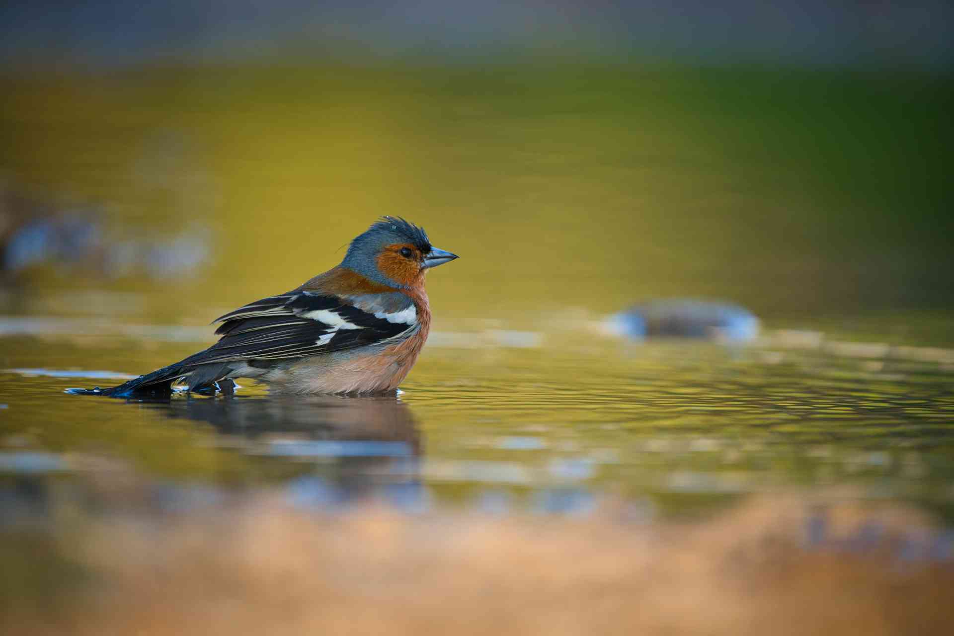 Singvogel Foto Christanell Lukas