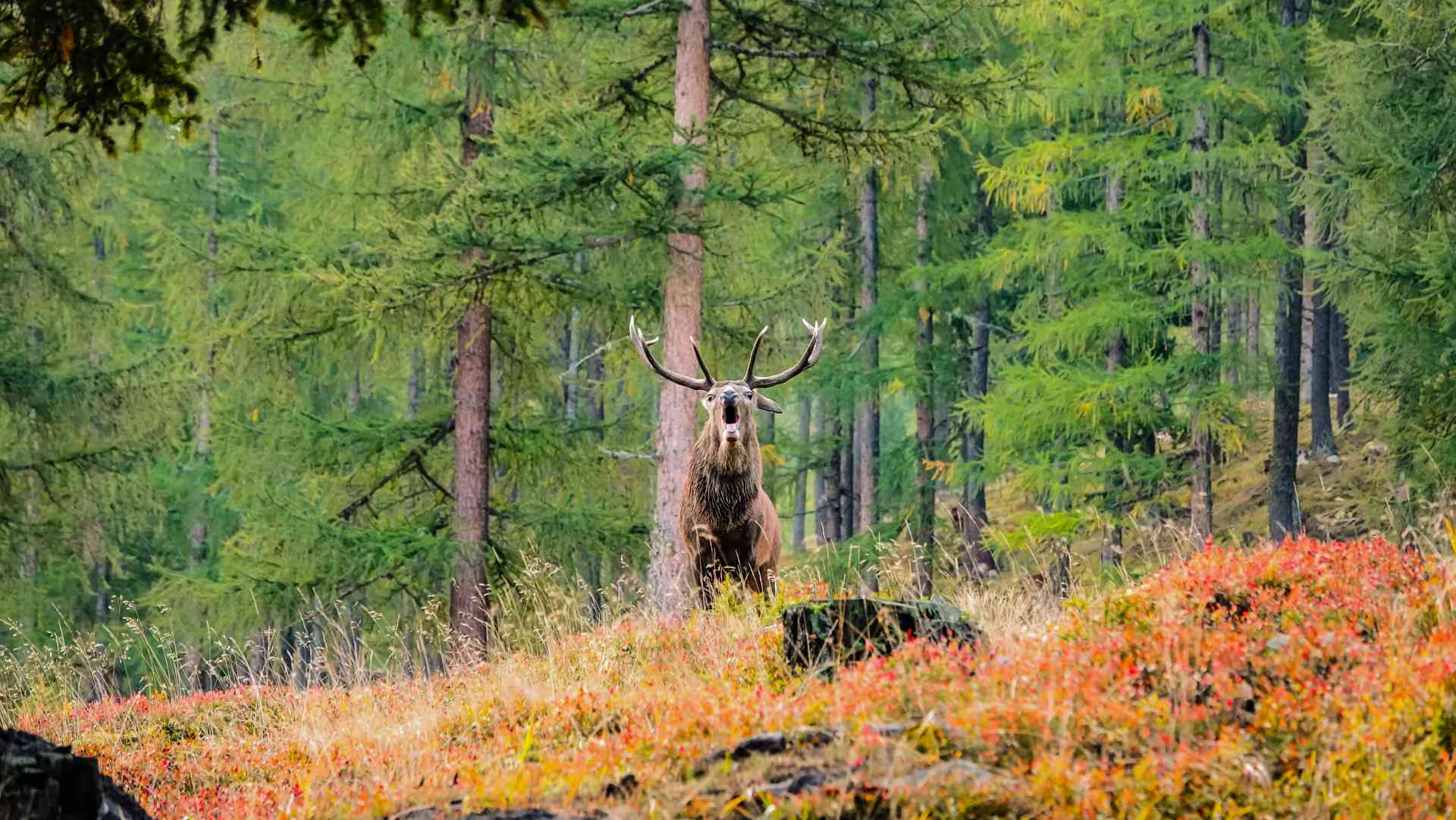Rotwild Hirsch © Kuppelwieser Oskar